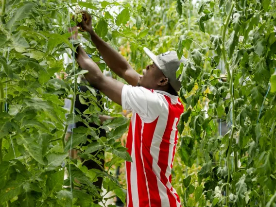 Photo of student working in greenhouse